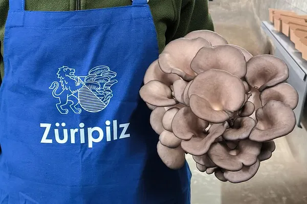 Zurich's Urban Mushroom Adventure: A Sustainable Farm Tour