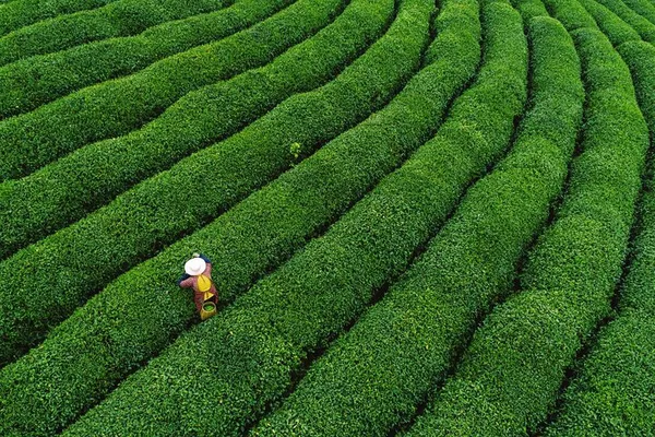 Hangzhou Tea & West Lake Escape: A Day of Culture & Serenity