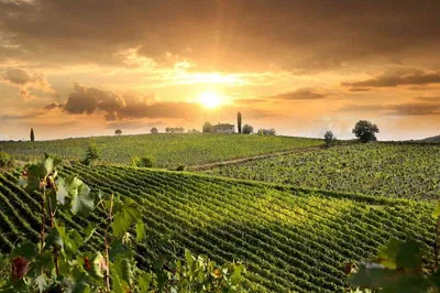 Tuscan Treats: Wine & Cheese Shore Excursion from Civitavecchia