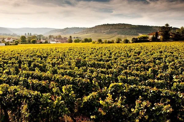 Unveiling Burgundy's Wine Heritage: A Private Côte de Beaune & Nuits Excursion