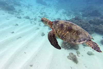 Dive into Paradise: Scuba with Turtles in Oahu's Underwater Oasis