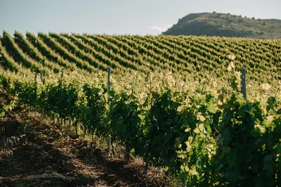 Palermo Wine Tour: Vineyard to Glass Organic Tasting