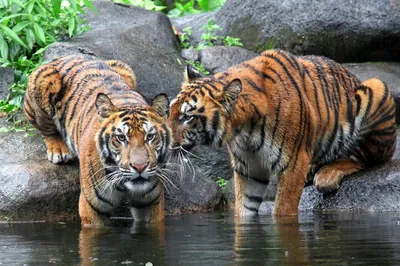 Delhi, Agra, Jaipur & Ranthambore: 5-Day Golden Triangle Tour