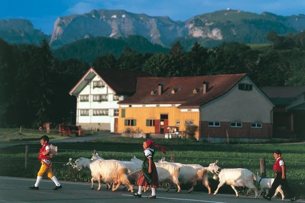 Cheese, Chocolate & Swiss Alps Tour from Zurich