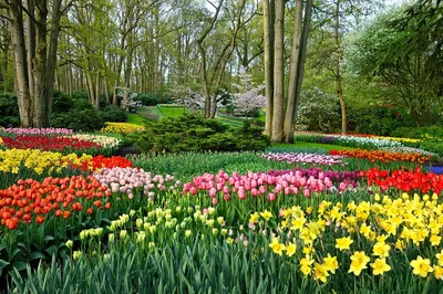 Keukenhof Garden Private Tour: Skip the Line and Immerse in Floral Paradise