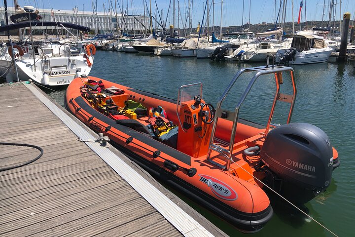 Lisbon: Dolphin, Whale & Bird Watching Boat Tour