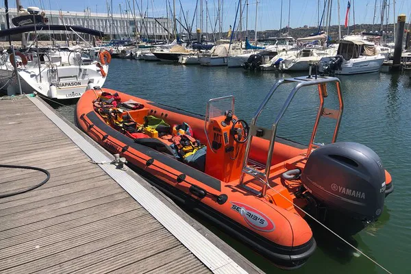 Lisbon: Dolphin, Whale & Bird Watching Boat Tour