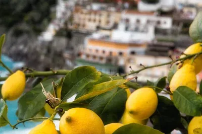 Sorrento Culinary Escape: A Local Food & Product Tour