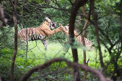 Event Image Discover India's Majesty: 7-Day Golden Triangle Tour with Ranthambore & Wildlife