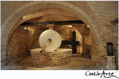 Abruzzo's Delight: Organic Wine & EVO Oil Tasting Adventure!