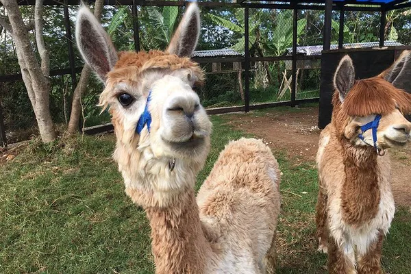 Explore Haiti's Rare Primary Forest: A Guided Nature Tour