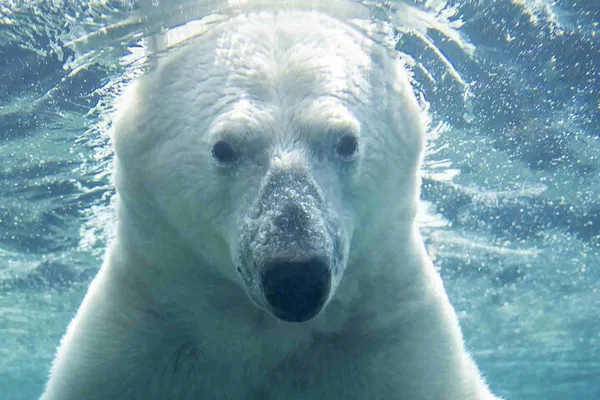 Calgary Zoo: Skip the Line Entry Ticket