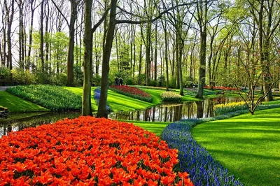 Keukenhof Gardens: Tulip Tour from Amsterdam