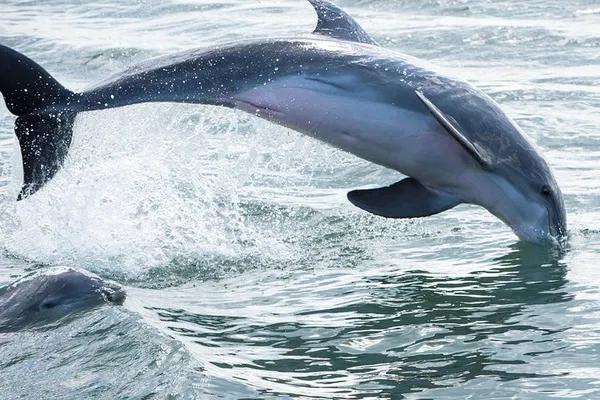 St. Augustine Dolphin Tour: See Wildlife & Landmarks!