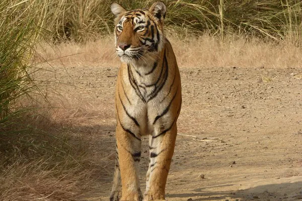 Ranthambore Tiger Safari: Spot Wildlife Today!