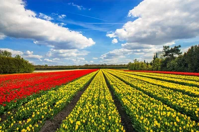 Keukenhof: A Luxurious Tulip Garden Escape in Amsterdam