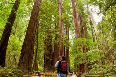 Marin Redwoods & Mt. Tam Walking Tour