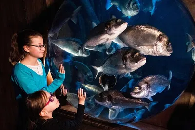 Dive into Adventure: Explore SEA LIFE Speyer's Underwater World!
