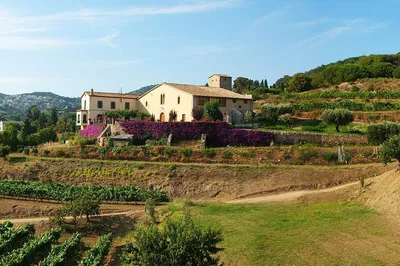 Barcelona Vineyard Escape: Private Breakfast & Wine Tour