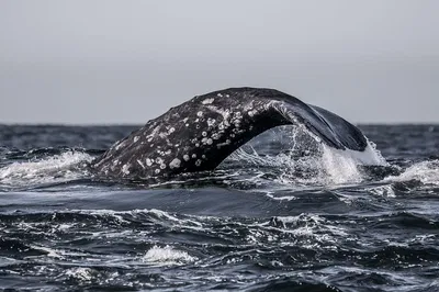 Monterey's Majestic Whale Watching Adventure: A Biologist-Led Tour
