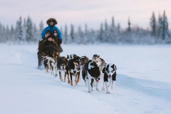 Mush Through the Arctic: Kiruna Dog Sledding Adventure!