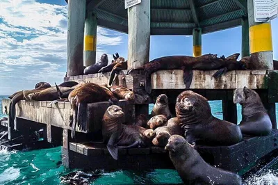 Sorrento Wildlife Cruise: Seals, Gannets & Coastal Views!