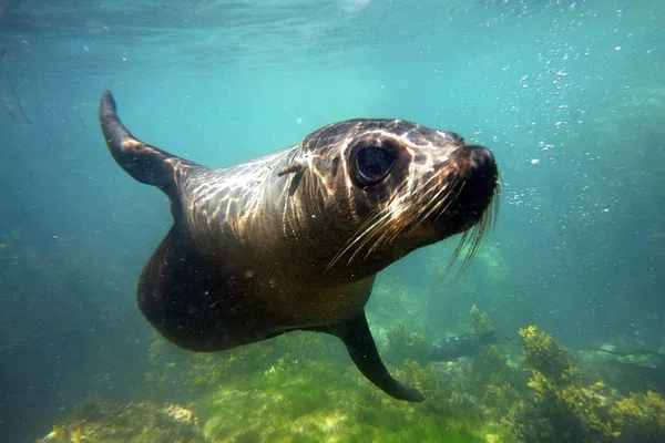 Kaikoura Seal Swim: An Unforgettable Adventure!