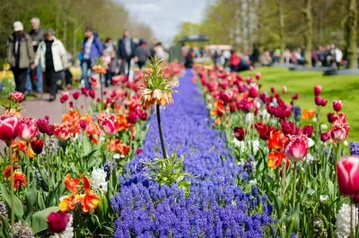 Immerse Yourself in a Colorful Escape: A Personalized Tulip Garden Day Trip from Amsterdam