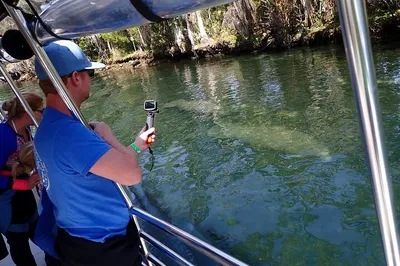 Glide into Serenity: Crystal River Manatee Viewing Cruise