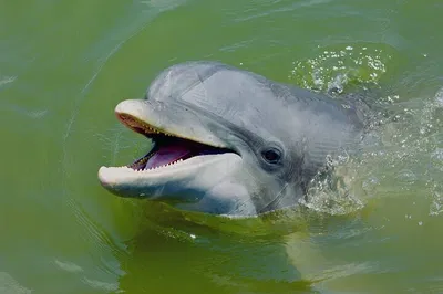 Kayak Hilton Head: Dolphin & Nature Tour Adventure