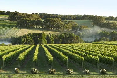 Mornington Peninsula Wine Tour: Tastings & Lunch