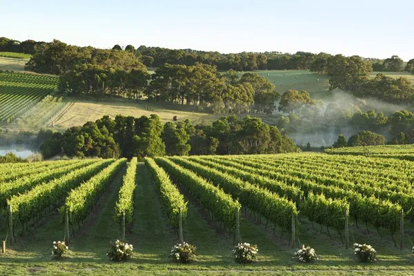 Mornington Peninsula Wine Tour: Tastings & Lunch