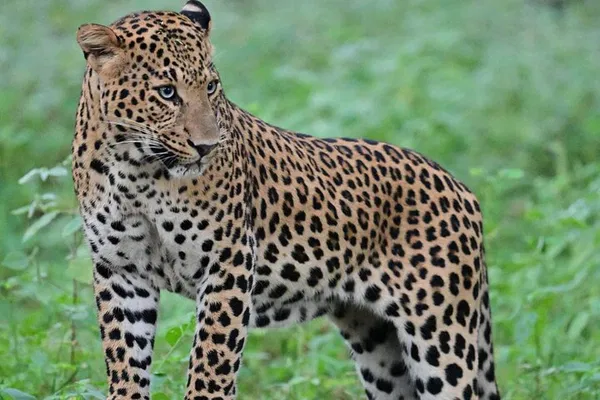 Jhalana's Wild Side: Jaipur Leopard Safari Adventure