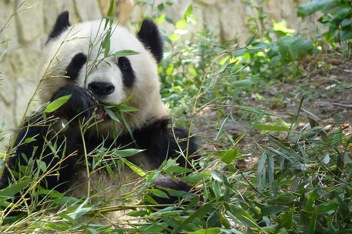 Unveiling Beijing's Treasures: A Private Cultural Day Trip