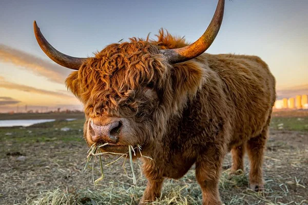 Unveiling Scotland: Lochs, Castles & Glencoe's Majesty from Glasgow