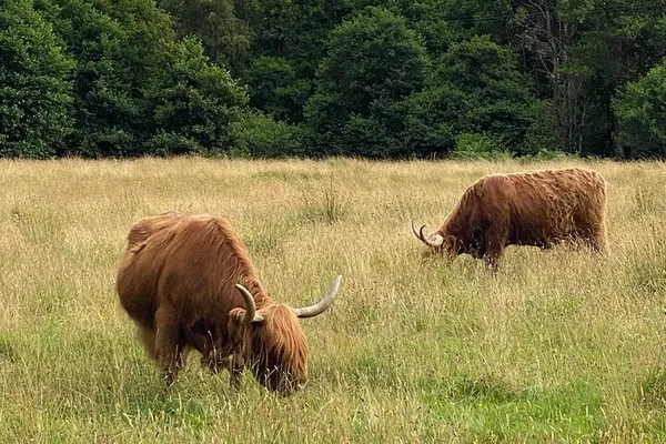 Unveiling the Scottish Highlands: A Personalized Loch Ness Adventure