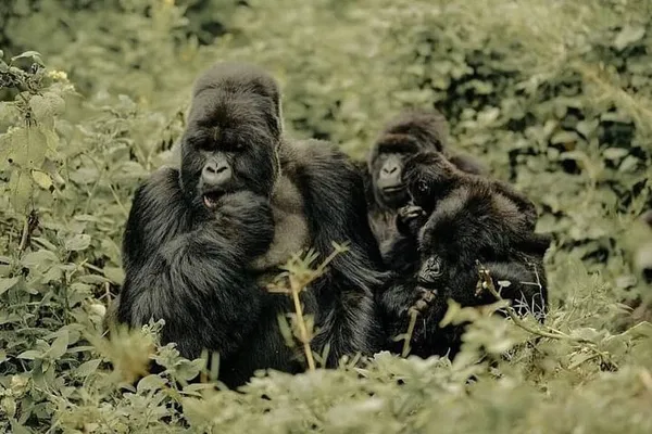 Rwanda's Primate Adventure: 5-Day Gorilla & Chimpanzee Trekking Safari