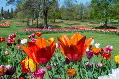 Enchanting Verona: Discover Floral Wonders at Parco Giardino Sigurtà
