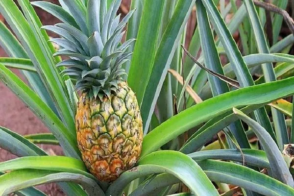 Oahu's Grand Circle Island Tour: Best Waikiki Day Trip