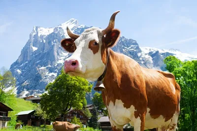 Zurich to Appenzell: A Gastronomic Swiss Adventure