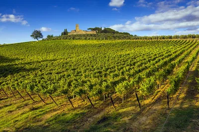 Unforgettable Chianti: Private Wine Tour from Florence