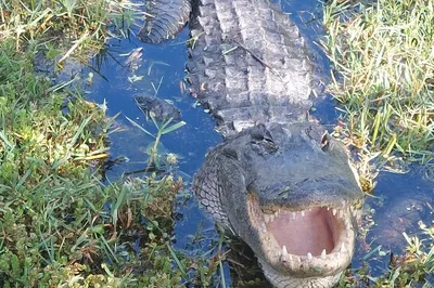 Everglades French Immersion: Miami's Wild Side Unveiled!
