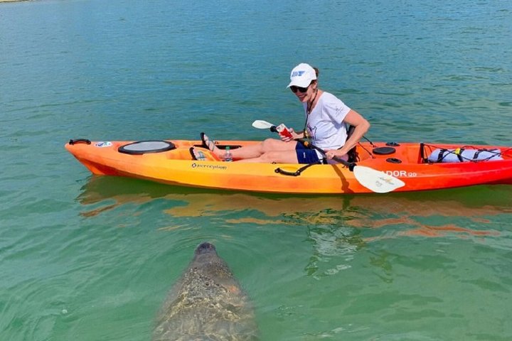 Sarasota Kayak Tour: Mangrove Tunnels & Wildlife!