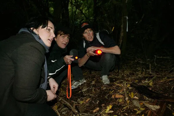 Zealandia Night Tour: Discover Wellington's Wild Side After Dark