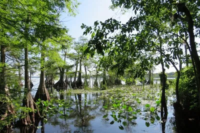 Glide Through Cypress Groves: Lake Norris Kayak Adventure