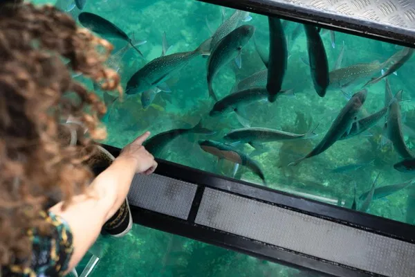 Cathedral Cove's Underwater Wonders: A Glass-Bottom Boat Adventure