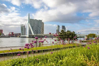 Unveiling Rotterdam: A Photographer's Intimate Journey with a Local