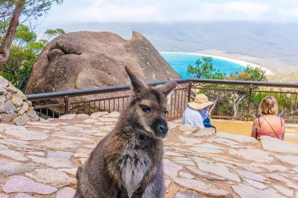 Wineglass Bay Tour: Hike, Wine & Wildlife from Hobart