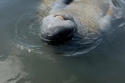 Kayak E.G. Simmons Park: See Dolphins & Manatees!