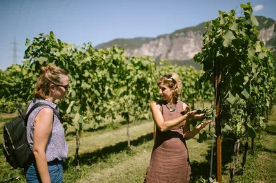 Unveiling Teroldego: A Mezzocorona Vineyard & Wine Tasting Journey